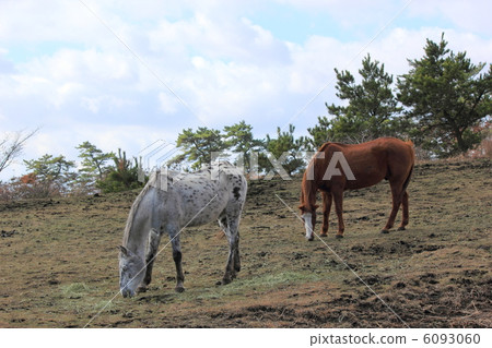 Grazing horse Grazing horse 6093060