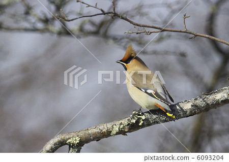 波希米亞太平鳥 波希米亞太平鳥 6093204