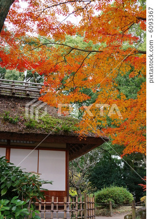 Autumn leaves of Shukkei Autumn leaves of Shukkei 6093367