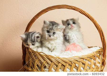 Three grey kittens 6093432
