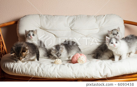 Five grey kittens 6093438