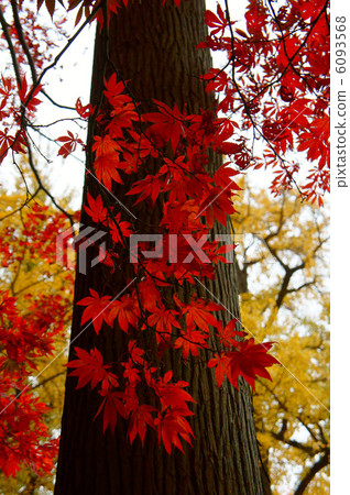 Autumn leaves and big trees 6093568
