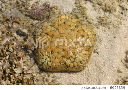 Mangyo starfish 6093839