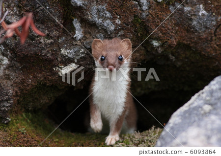 Okojo開始改變頭髮 Okojo開始改變頭髮 6093864