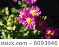發光在早晨太陽的菊花 6093946