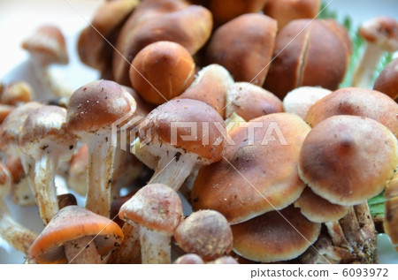 磚紅Hypholoma 6093972
