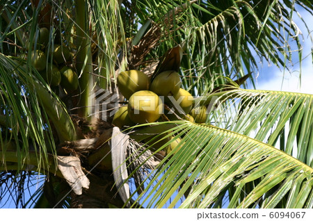 可可掌 可可掌 6094067