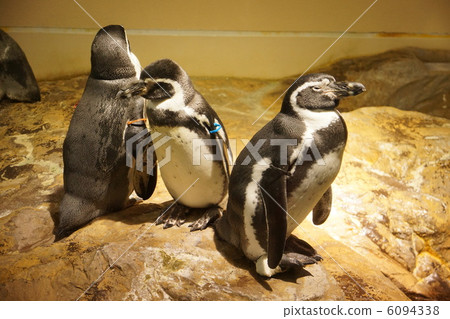 Penguin Penguin 6094338