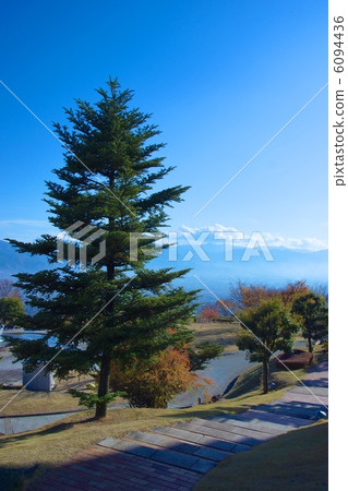 fir tree 6094436