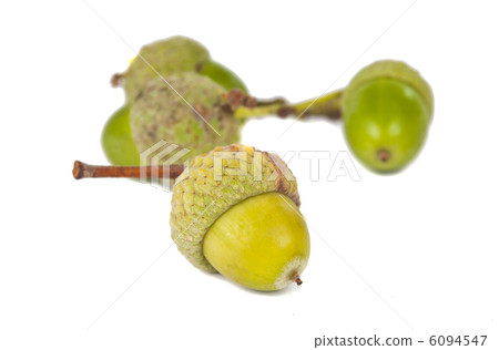 green acorns isolated green acorns isolated 6094547