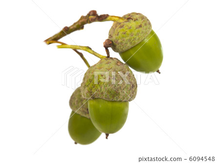 green acorns isolated green acorns isolated 6094548