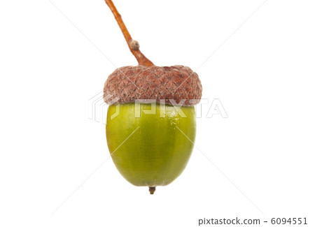 green acorns isolated green acorns isolated 6094551