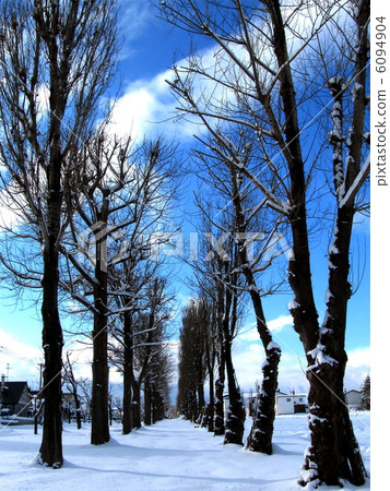 Wildflowers tree-lined avenue 6094904