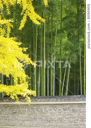 Gingko and bamboo grove Gingko and bamboo grove 6094909