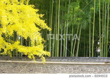 Gingko and bamboo grove Gingko and bamboo grove 6094910