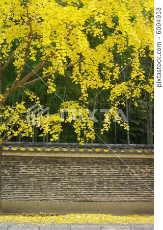 Ginkgo biloba 6094918