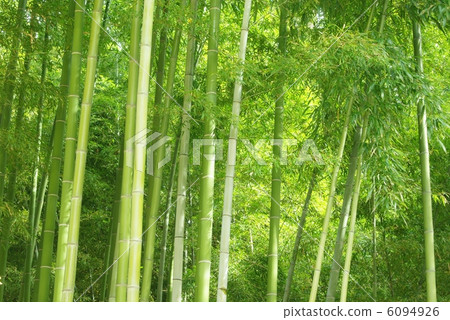 竹林 竹林 6094926