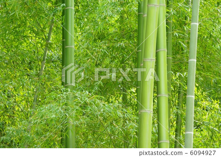 竹林 竹林 6094927