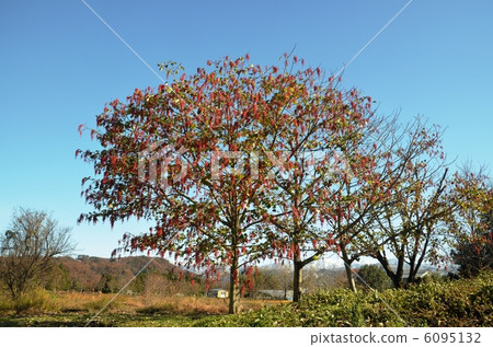 它有一種像葡萄一樣的紅色水果樹。 它有一種像葡萄一樣的紅色水果樹。 6095132
