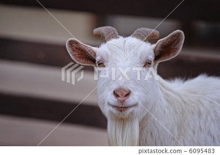 Goat's portrait Goat's portrait 6095483