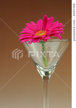 雛菊 雛菊 6095486