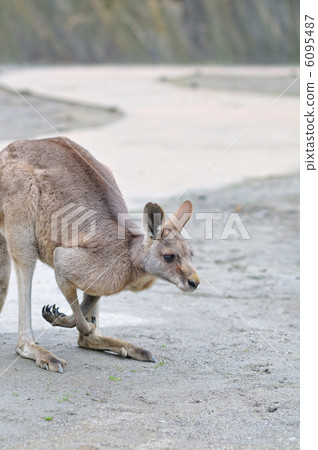 Kangaroo Kangaroo 6095487