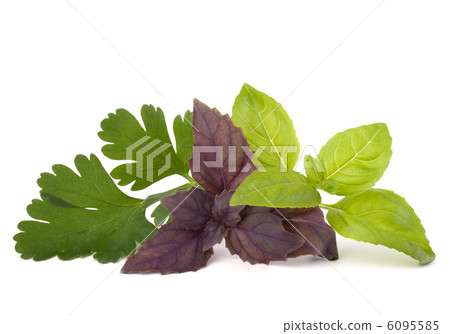 Sweet basil leaves Sweet basil leaves 6095585