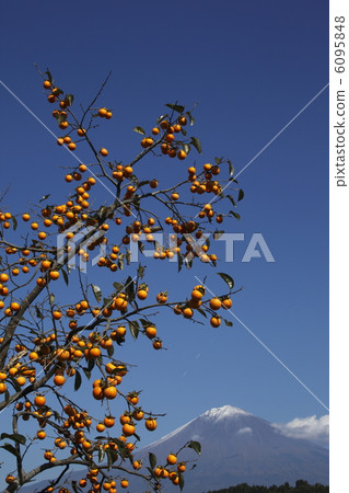 Fuji and persimmon 6095848