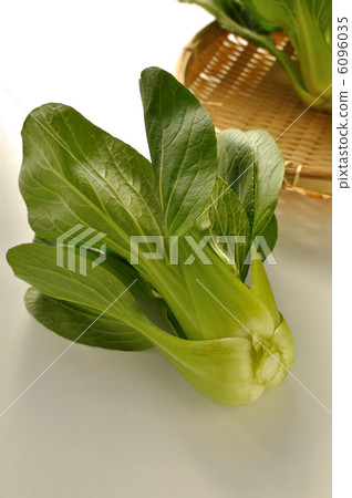 白菜 白菜 6096035