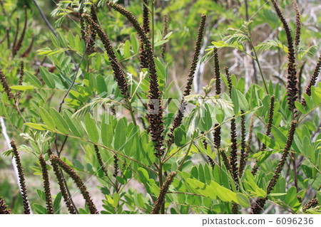 Itachihagi's flower 6096236