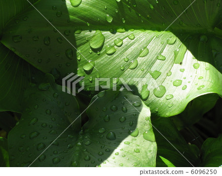 多雨的顏色的葉子 6096250