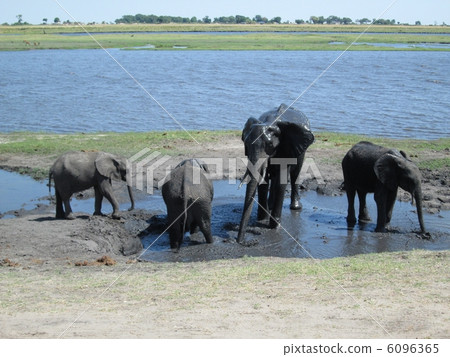 Elephant family 6096365