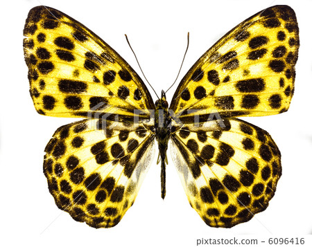 butterfly isolated butterfly isolated 6096416
