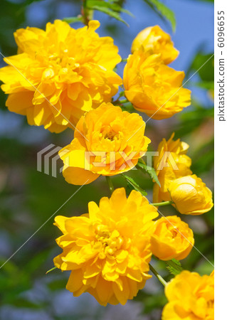 Yae Yama Baki 6096655