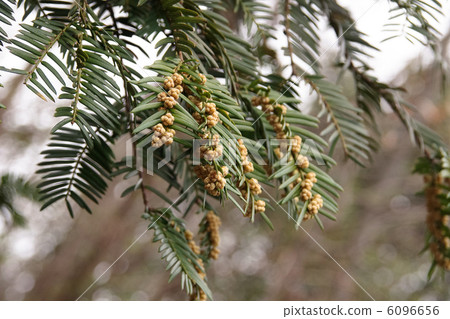 Kaya's flower 6096656