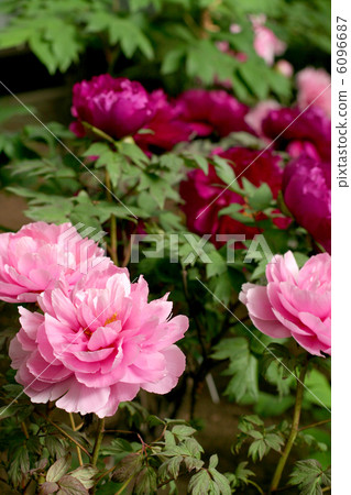 Peony Peony 6096687