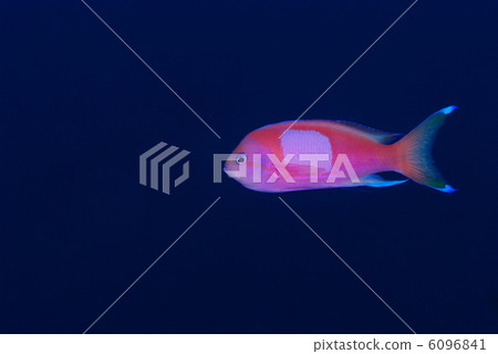 Violet Naga Hananai 6096841