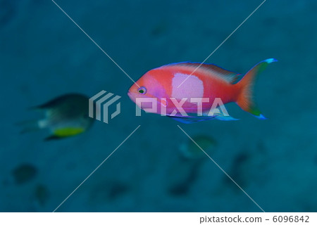 Violet Naga Hananai 6096842