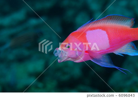 Violet Naga Hananai 6096843