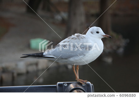 海鷗 海鷗 6096880