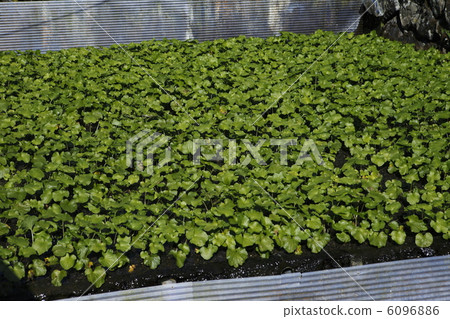 Wasabi 6096886