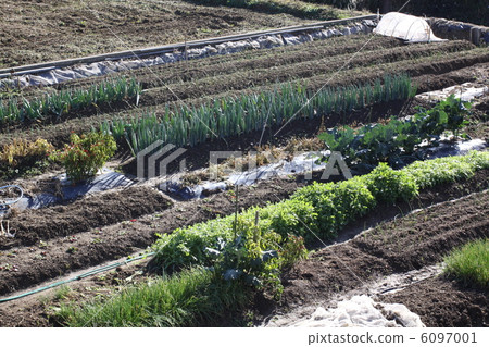 Onion field 6097001
