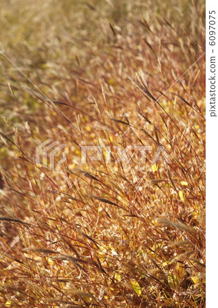 Kobunagusa Kobunagusa 6097075