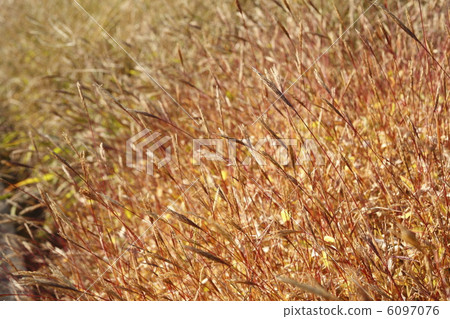 Kobunagusa Kobunagusa 6097076