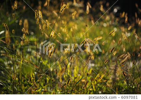 Kinno enokolo Kinno enokolo 6097081