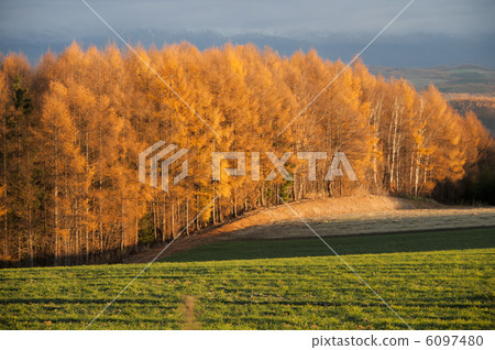 Larch forest in the sunset 6097480