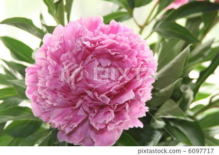 flower  peony 6097717