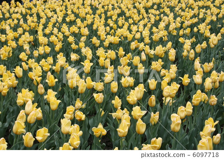 tulip field  meadow 6097718
