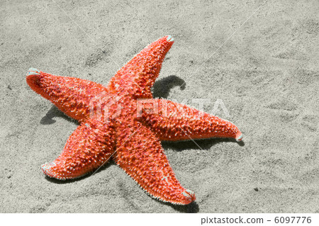 starfish starfish 6097776