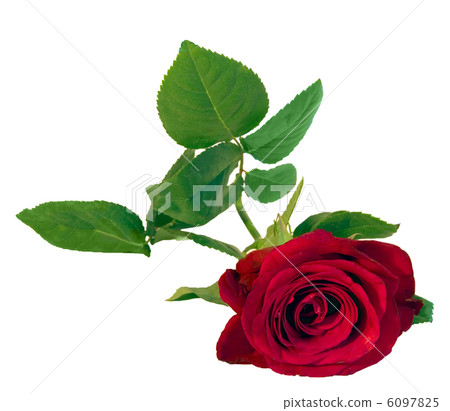 red rose red rose 6097825
